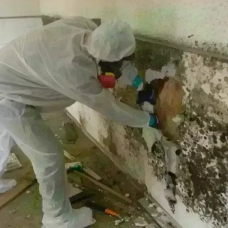 Mold Remediation and Removal in Barrington, NJ